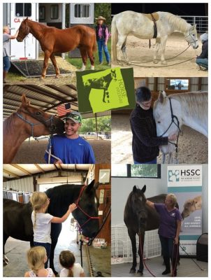 Horse Welfare Collage