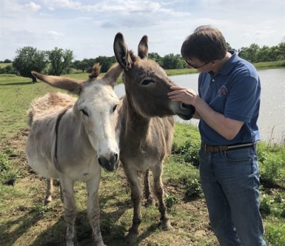 Donkey welfare image