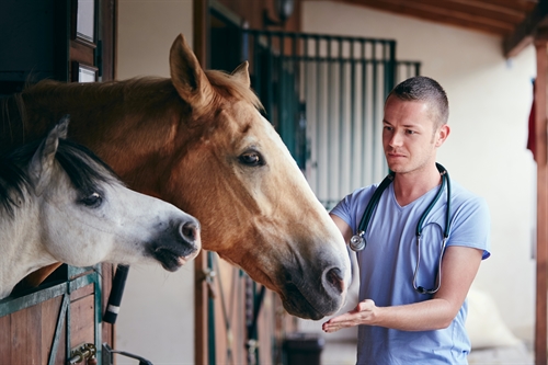 Horses and Veterinarian